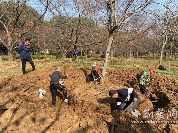 工人对“病患”樱花树树根进行检查.jpg.jpg