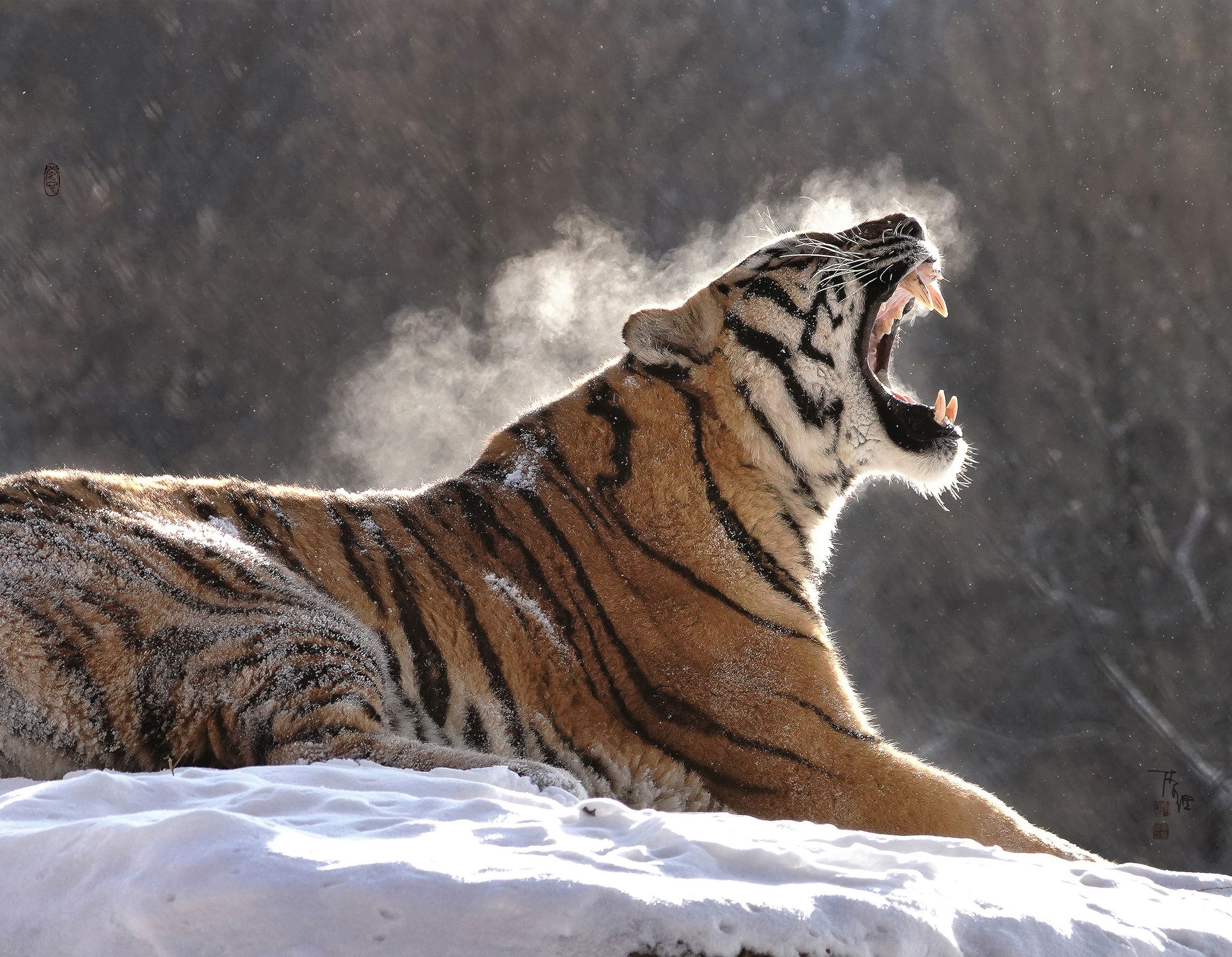 Following tigers for more than 20 years | 追着老虎拍了20多年