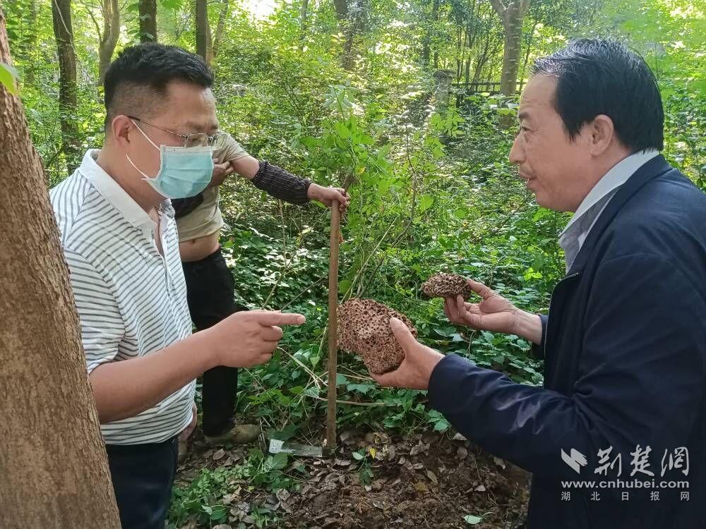 街道相关负责人查看白蚁治理情况.jpg