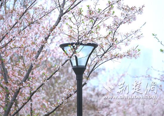 堤角公园樱灯.jpg
