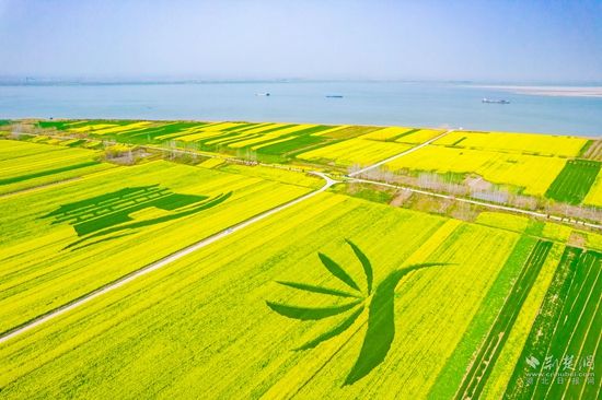 段 店镇长江边万亩油菜花海.jpg.jpg