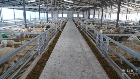 芦 花村养羊基地1.JPG.JPG