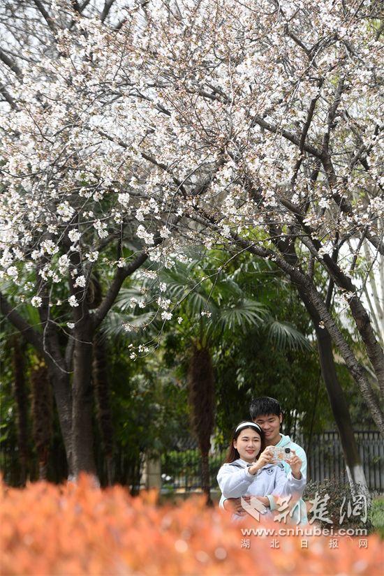 樱花树下打卡.jpg.jpg