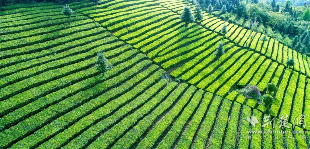 美丽的宜都茶园（望作信摄）.jpg.jpg