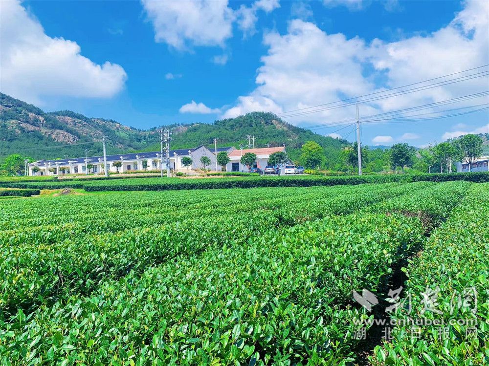 抹茶小镇.jpg.jpg
