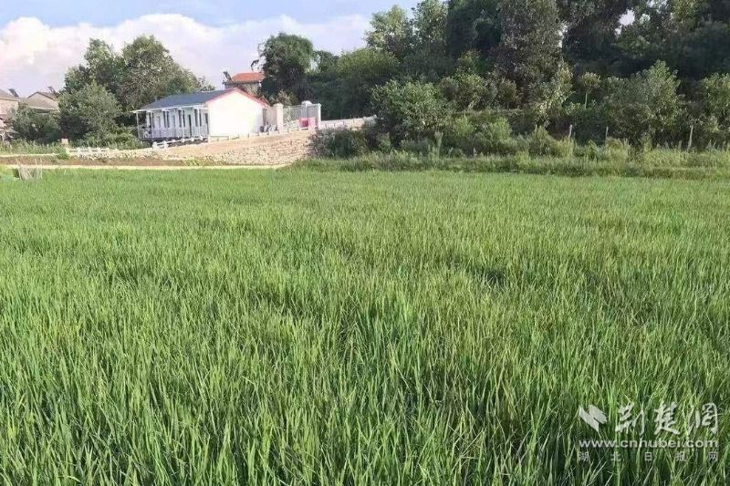 茁壮生长的秧苗。.jpg.jpg