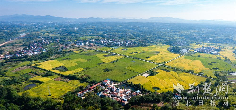 刘集沙河千亩稻田  喻玲园 摄.jpg.jpg