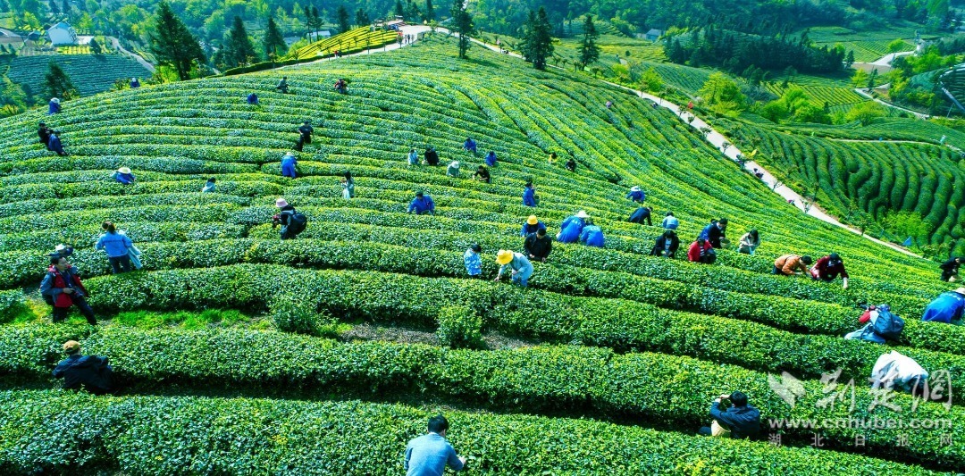 宜都春茶采摘（望作信摄）.jpg.jpg