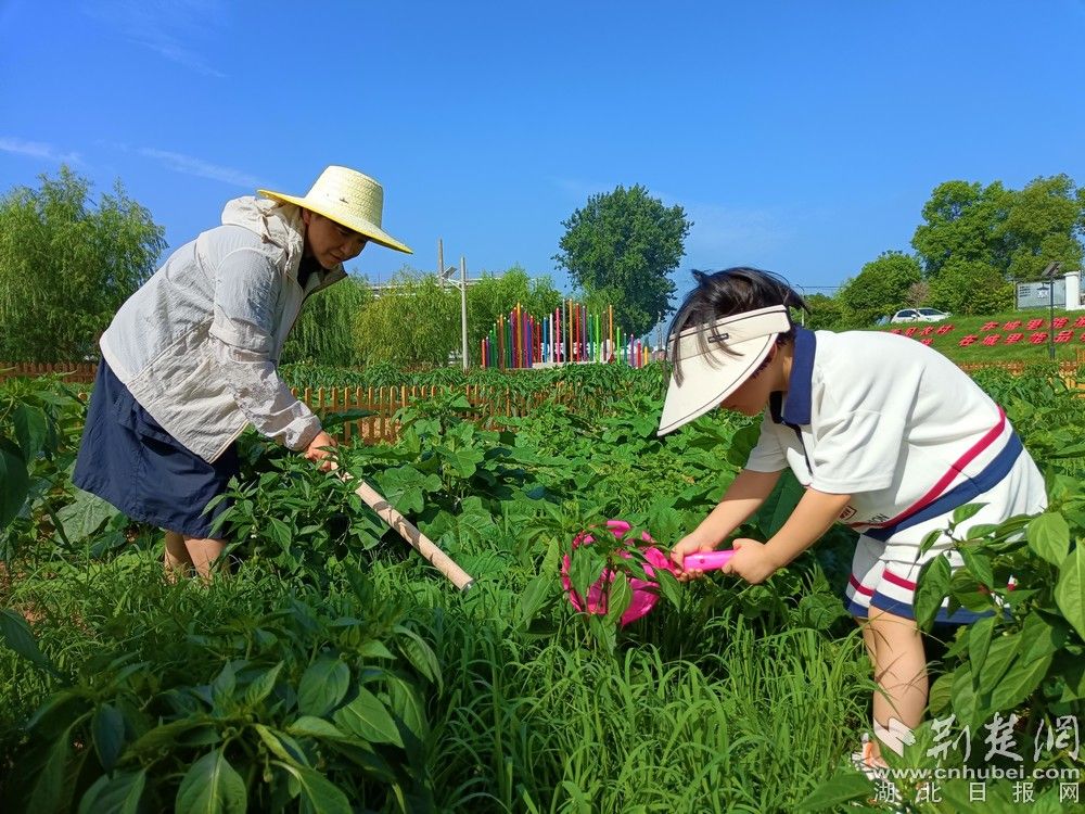 市民带孩子在共享菜园里锄草、浇水。通讯员 程爱华 摄.jpg.jpg