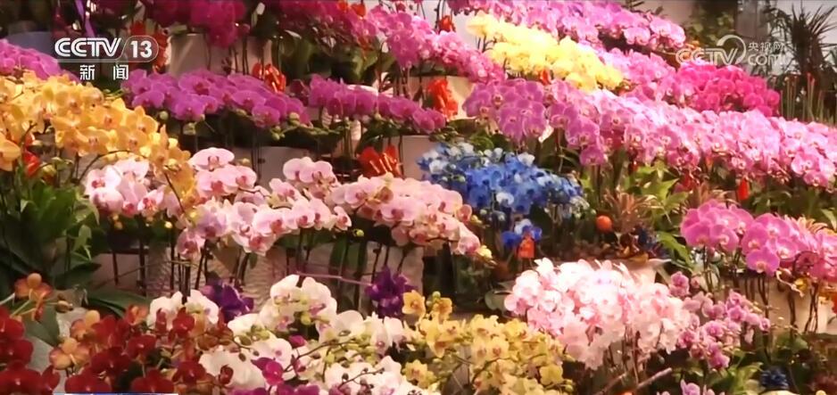 “花样经济”消费热度不减 “鲜花轨迹”纵跨南北扮靓中国年(图4)