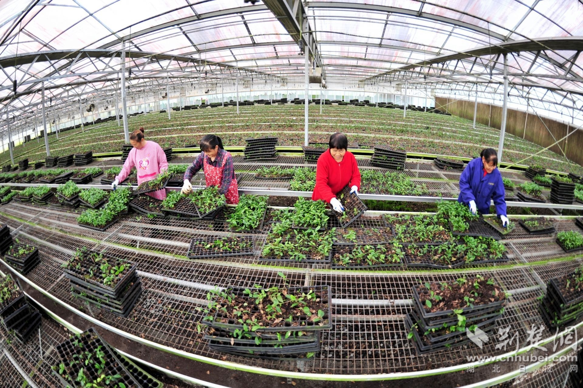 宜昌市夷陵区太平溪镇许家冲村村民在茶苗培育基地移植穴盘幼苗。张国荣 摄.jpg.jpg