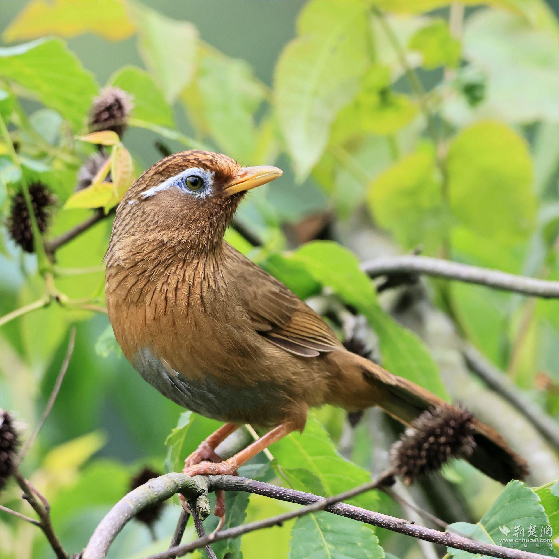画眉 梅俊峰摄 .jpg.jpg