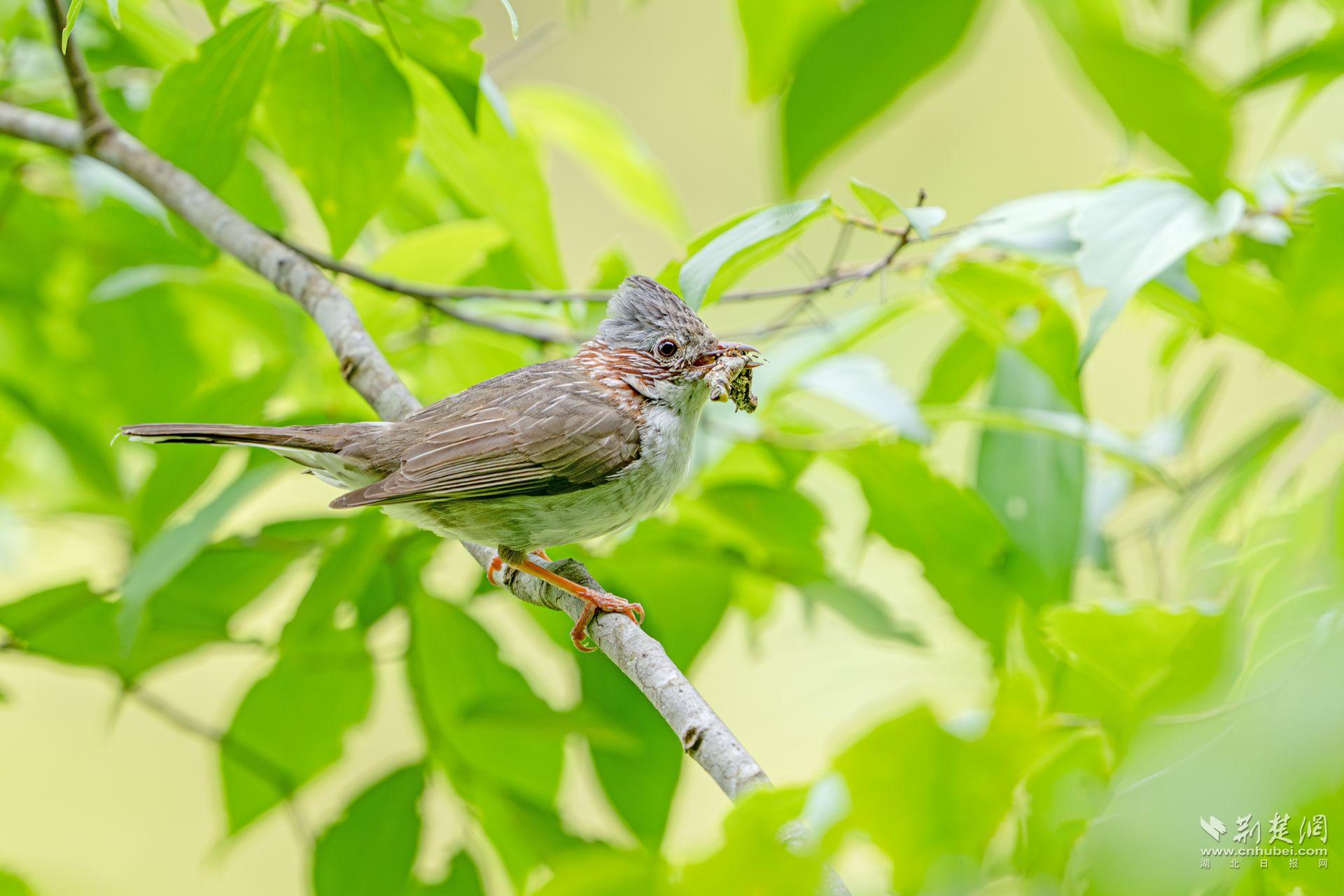 栗颈凤鹛 牛呈生 摄.jpg.jpg