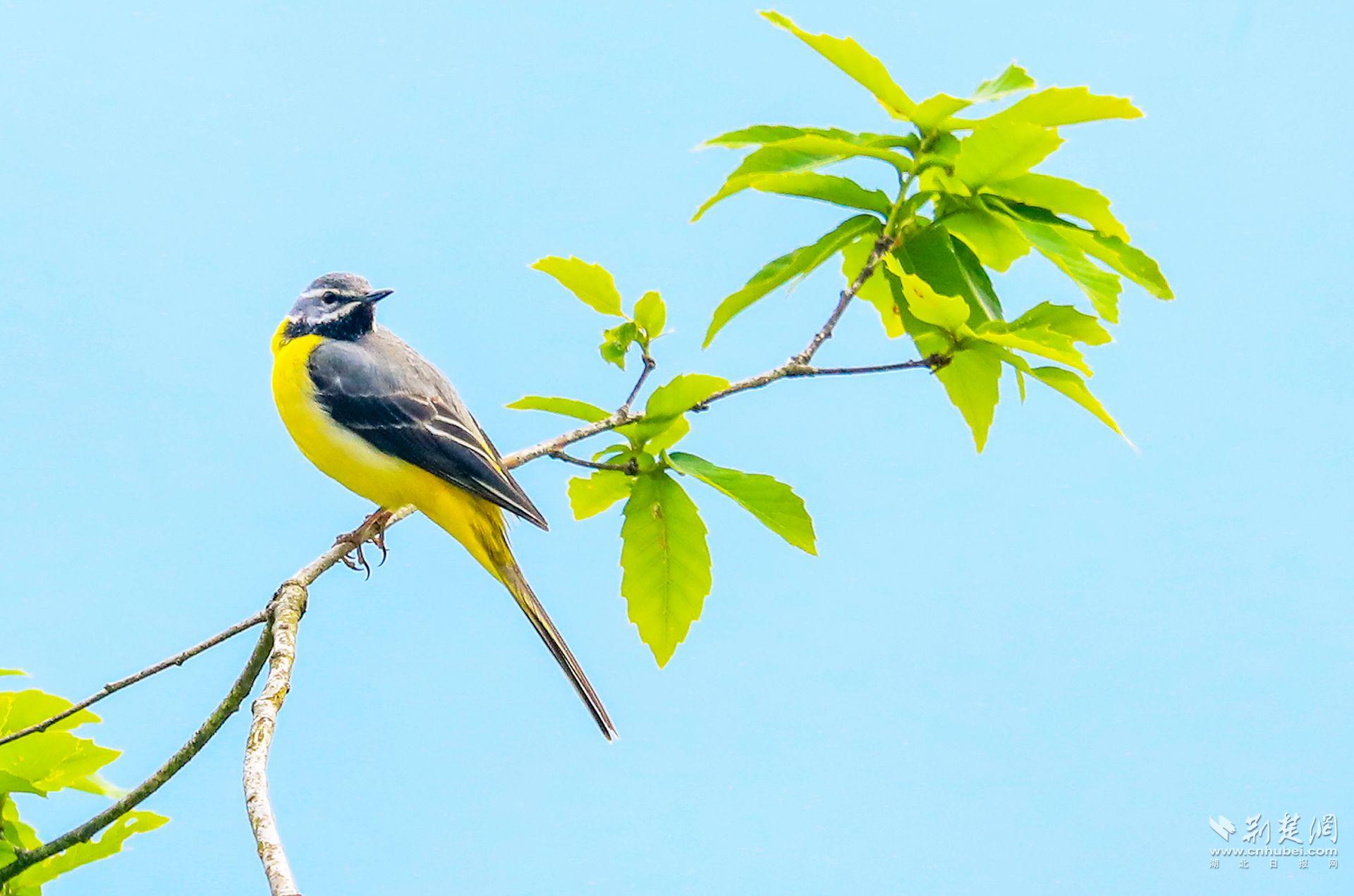 灰鹡鸰 吴以红 摄.jpg.jpg