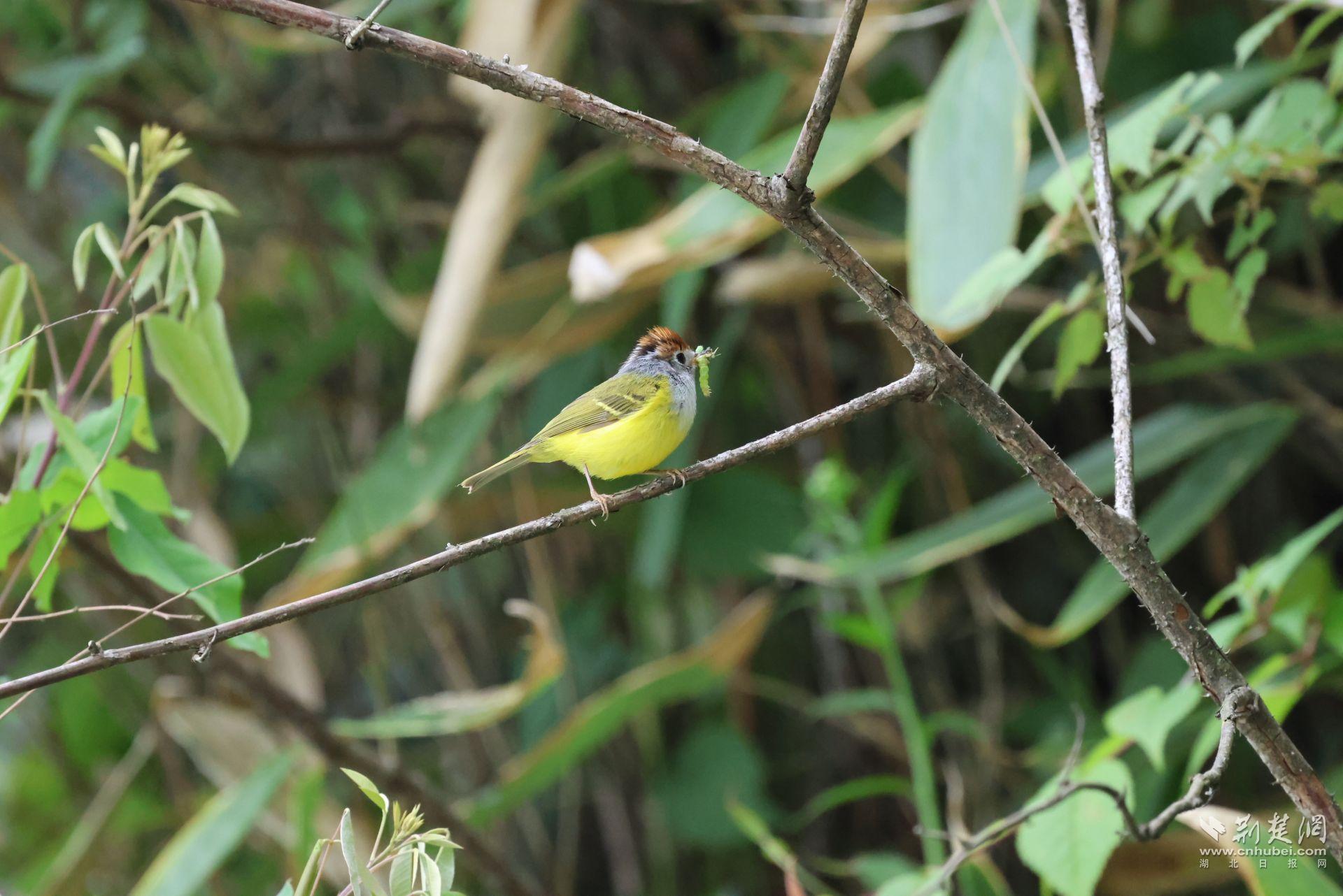 栗头鹟莺 冯啟凯摄.JPG.JPG