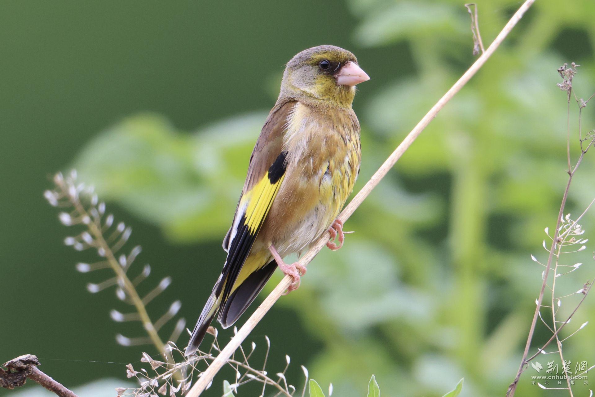 金翅雀 詹小鹏 摄 .jpg.jpg