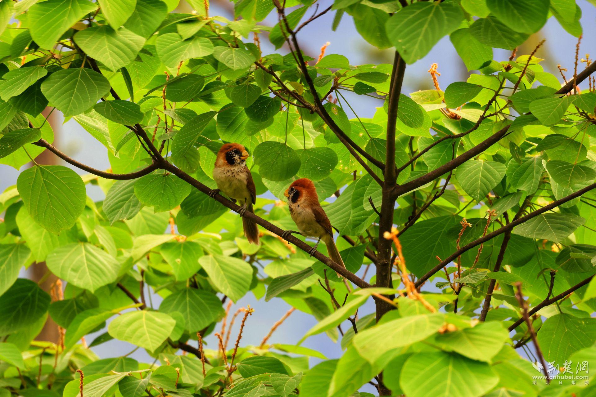 点胸鸦雀 付辉 摄.jpg.jpg