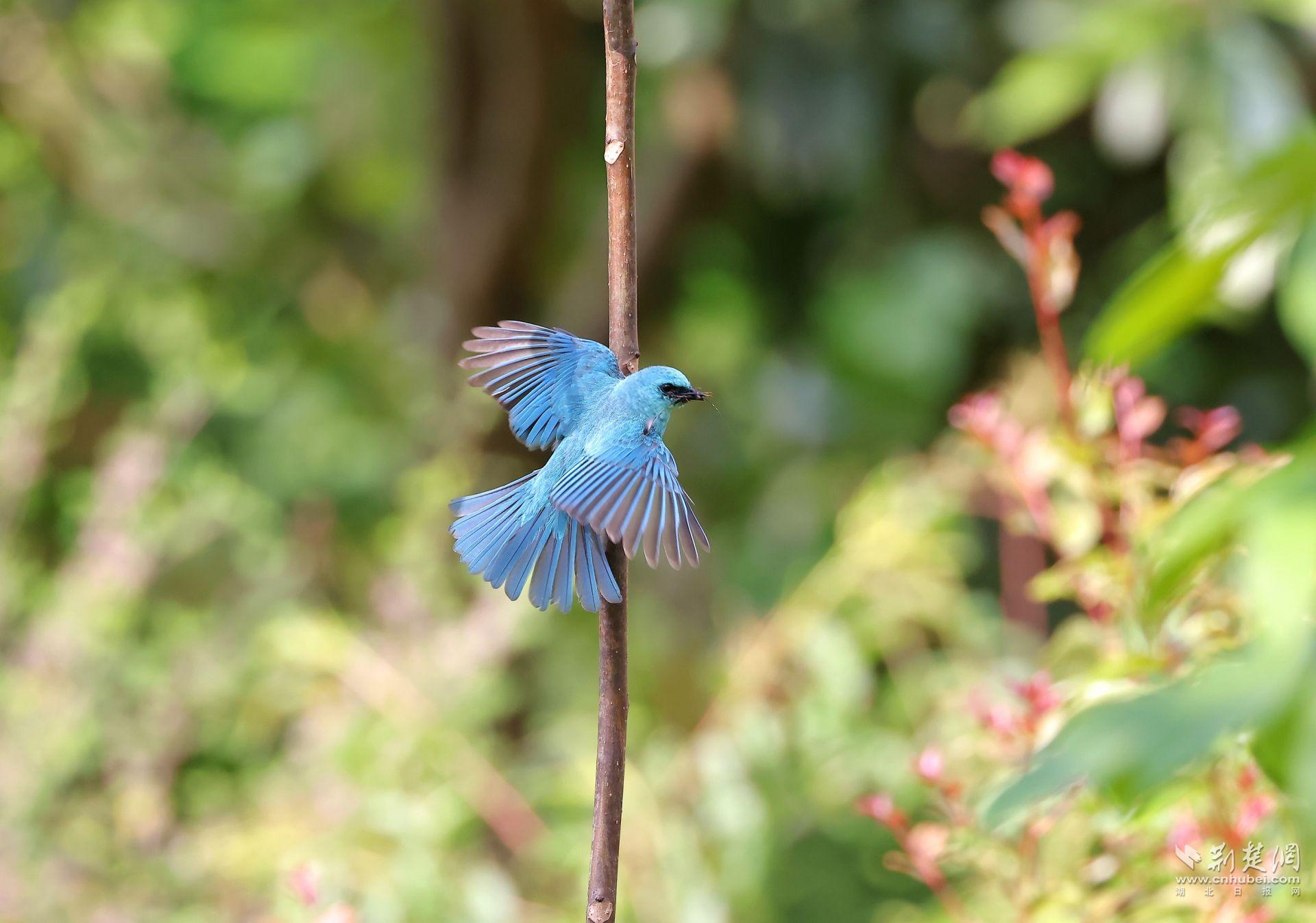 铜蓝鹟 冬泉摄.jpg.jpg