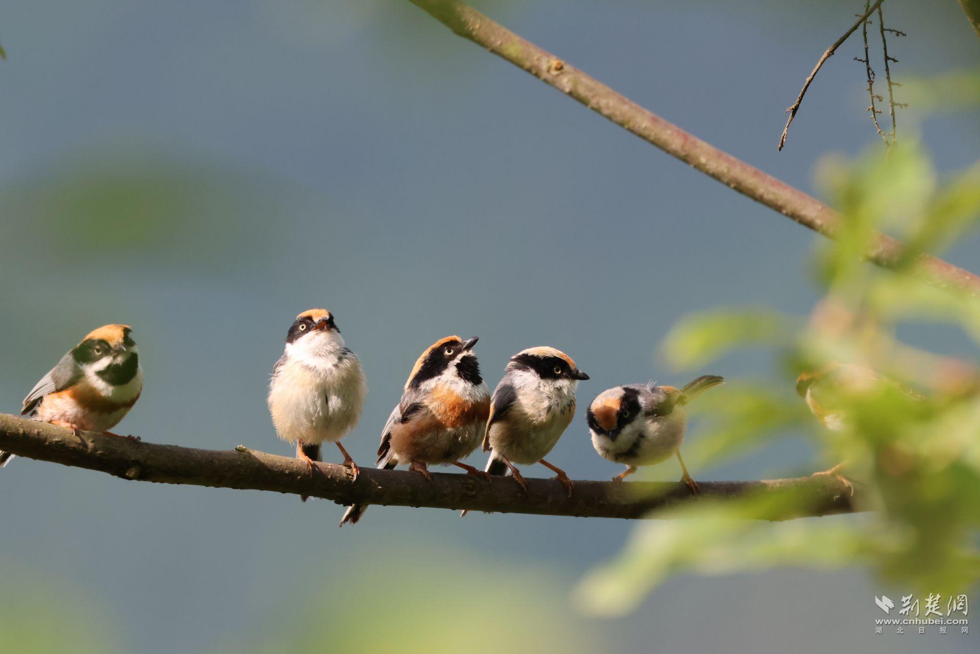 红头长尾山雀 刘涛摄.JPG.JPG