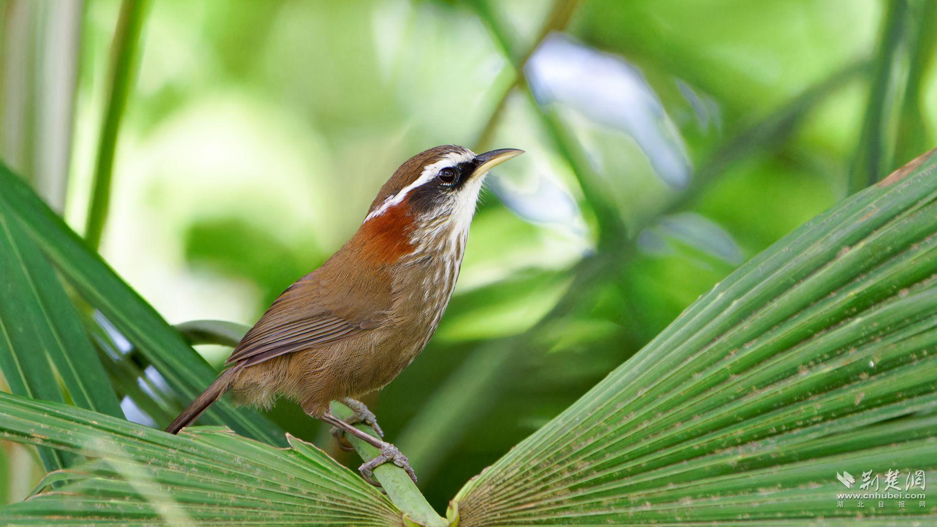 棕颈钩嘴鹛 郭维康 04.jpg.jpg