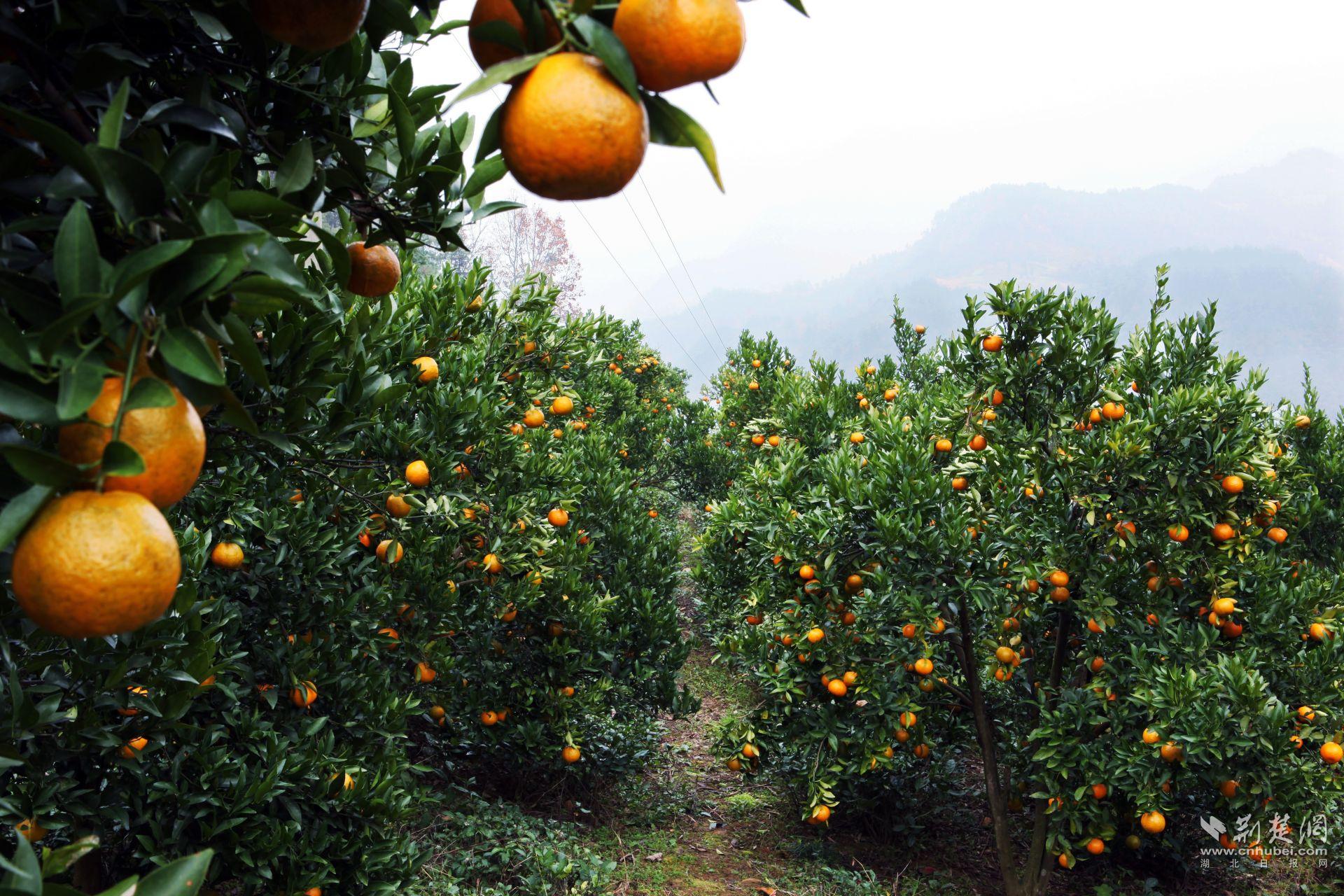 11碉堡村优质椪柑基地(1).jpg.jpg
