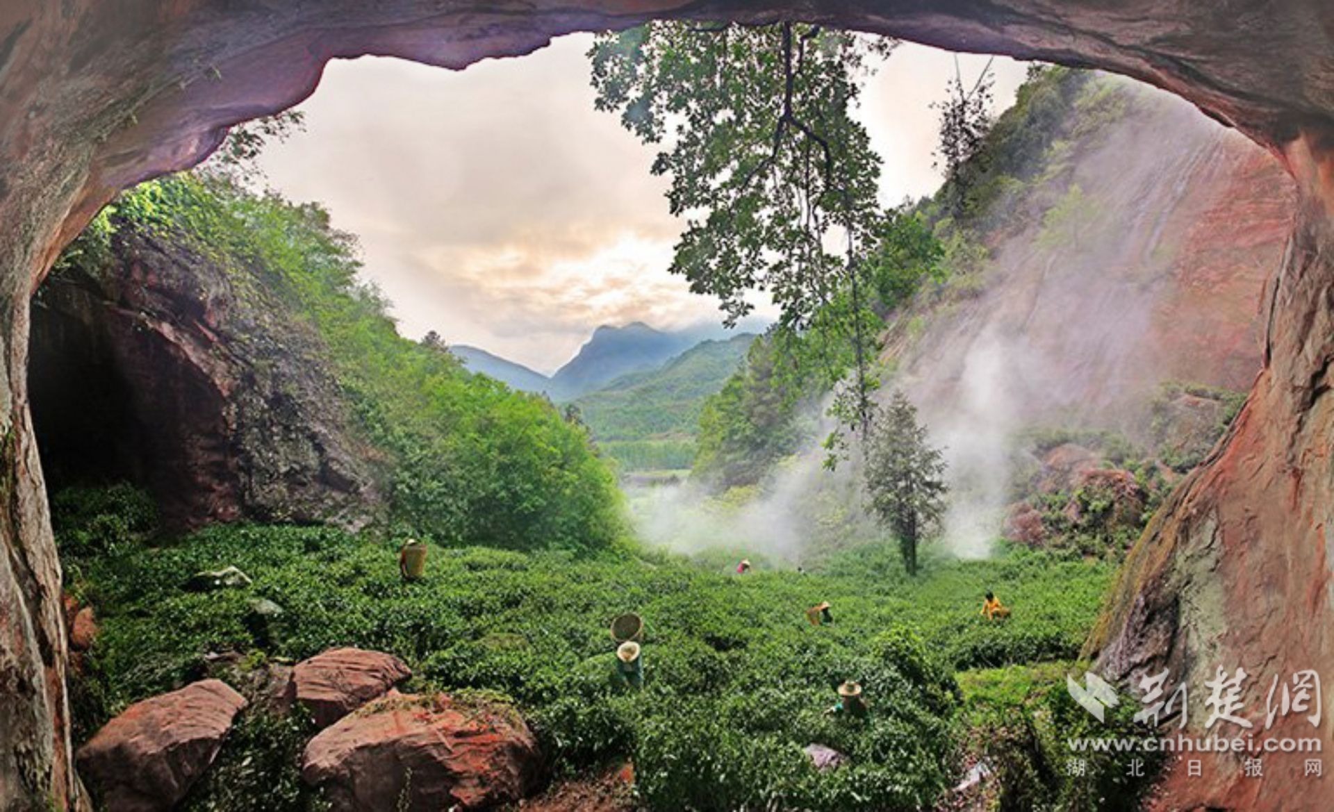2.鹿苑黄茶种植基地.jpg.jpg
