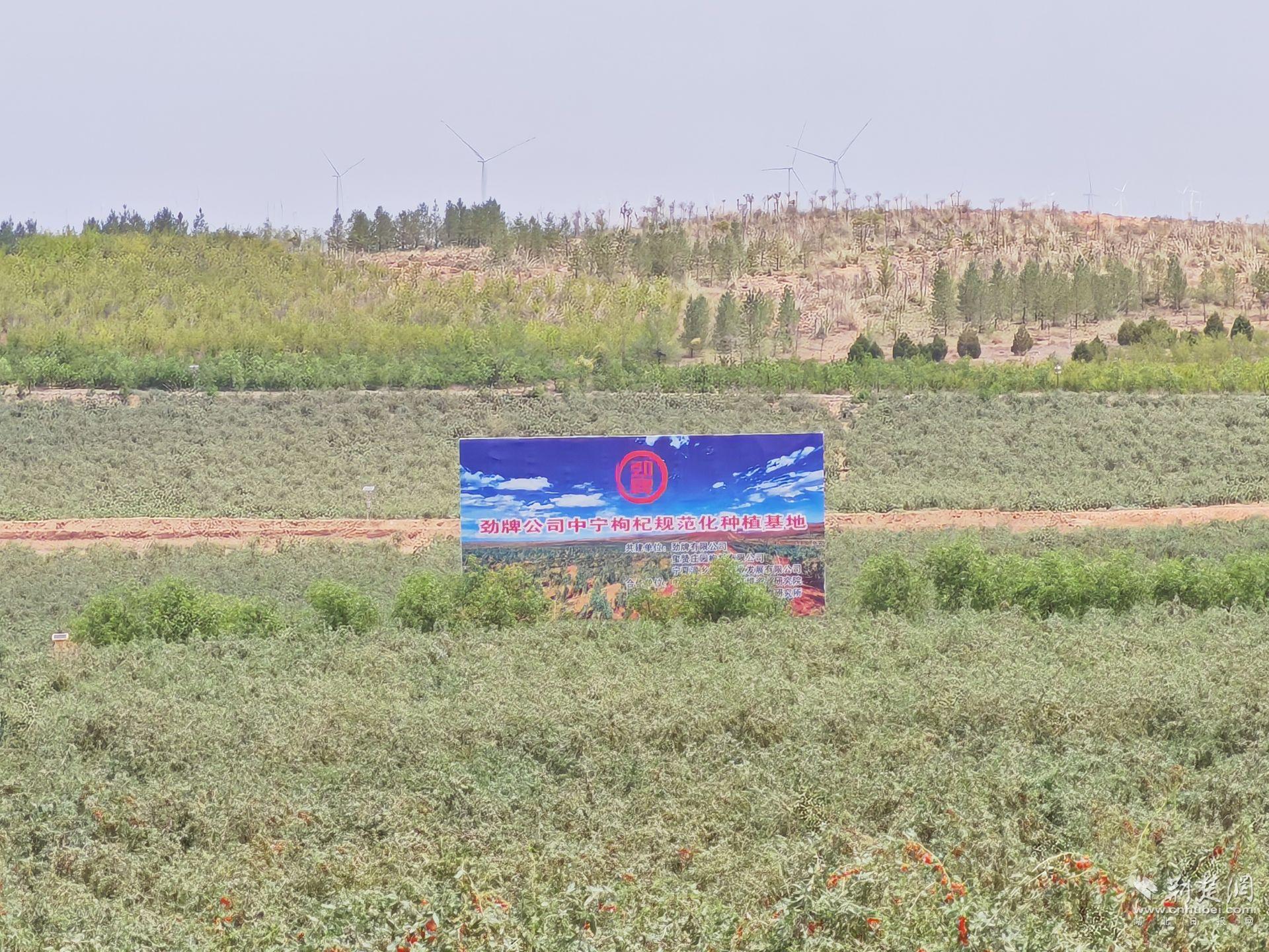 劲牌宁夏中宁枸杞种植基地.jpg.jpg