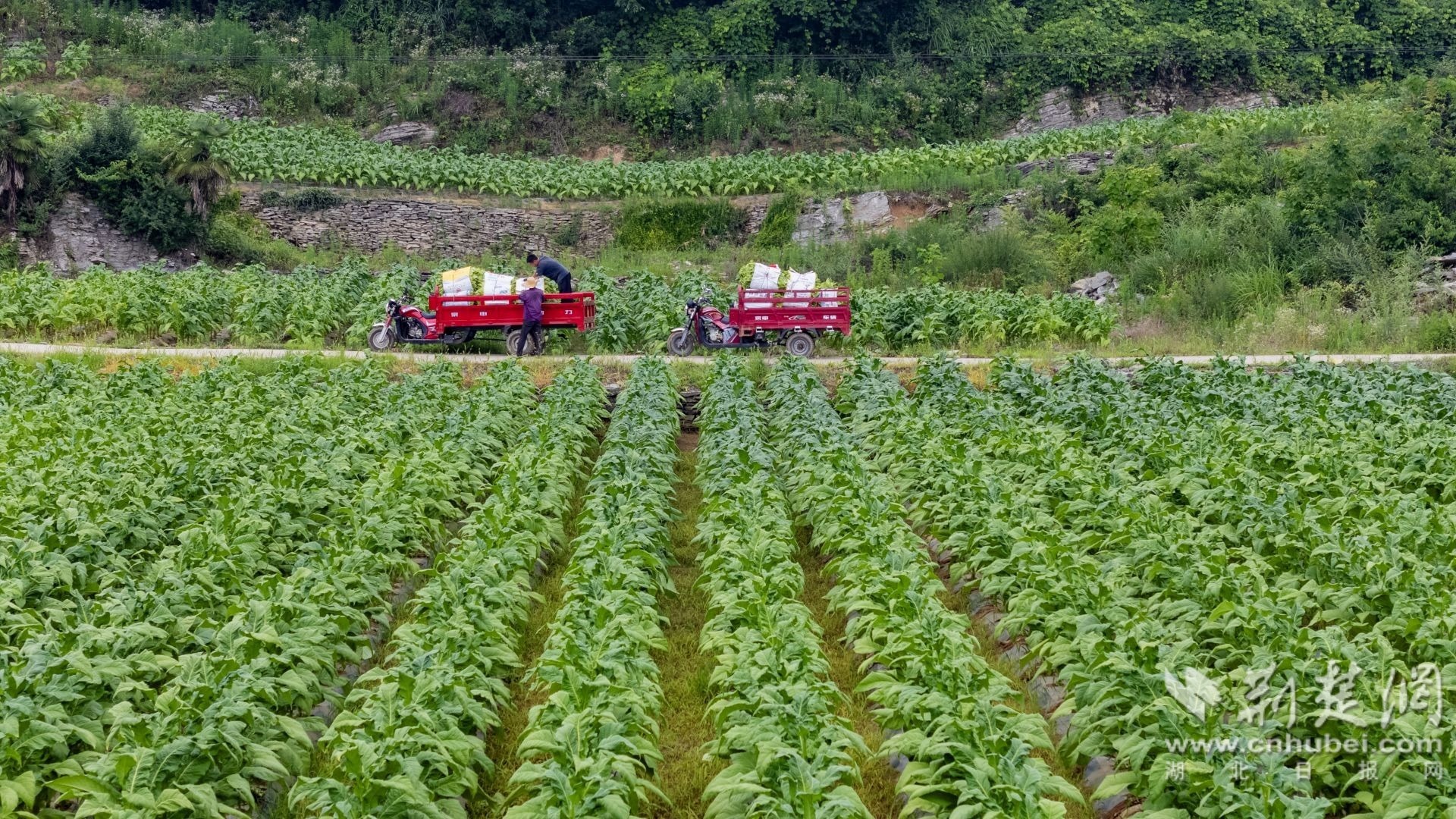 DJI_20250711113508_0089_D 拷贝.jpg.jpg