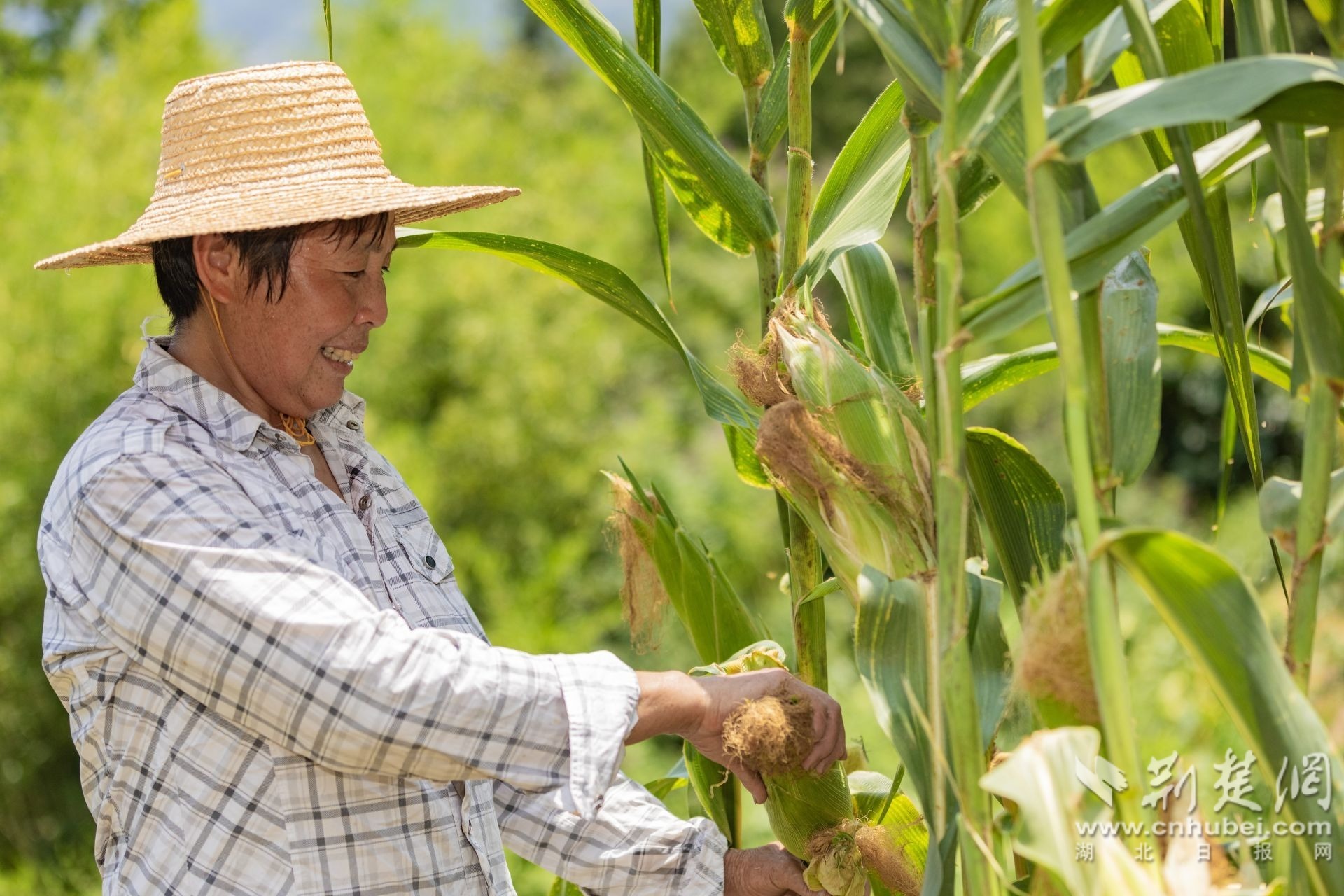 2025年7月16日,在湖北省宜昌市秭归县两河口镇两河村,农民正在收割玉米。 (3).jpg.jpg