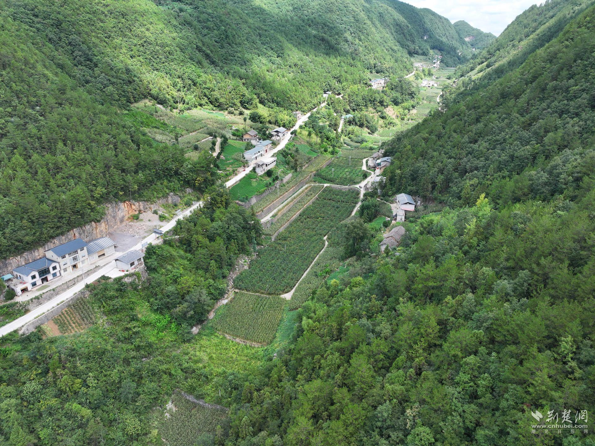 DJI_20250814113609_0037_D.JPG.JPG