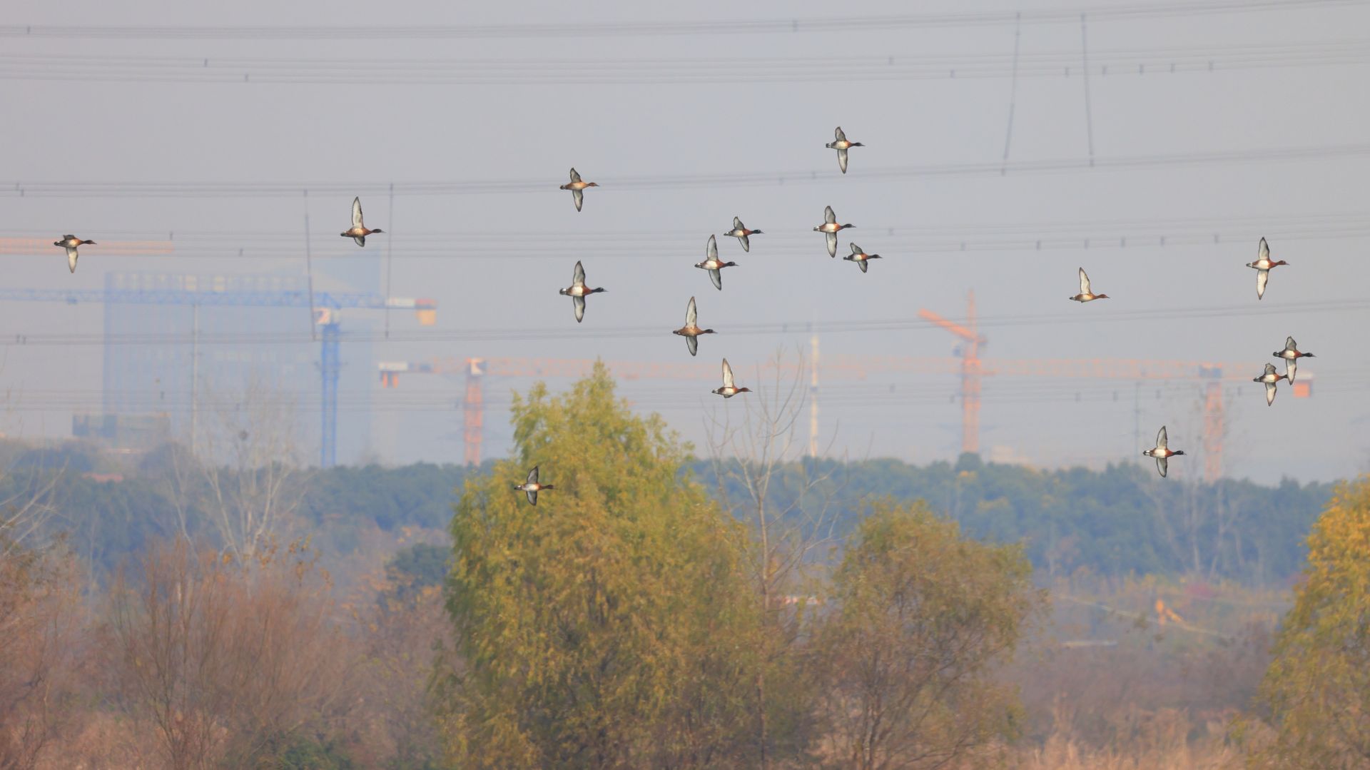 豹澥湖青头潜鸭 颜军拍摄 (2).JPG.JPG