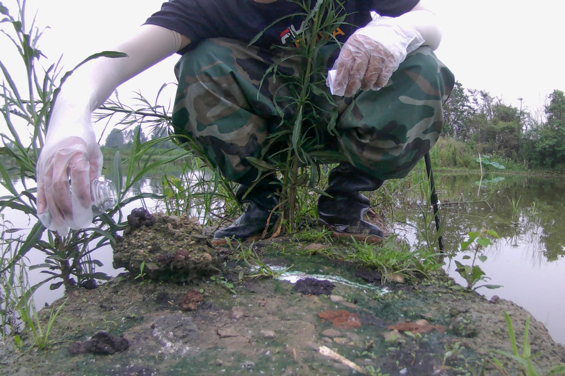 采集青头潜鸭粪便 (1).jpg.jpg