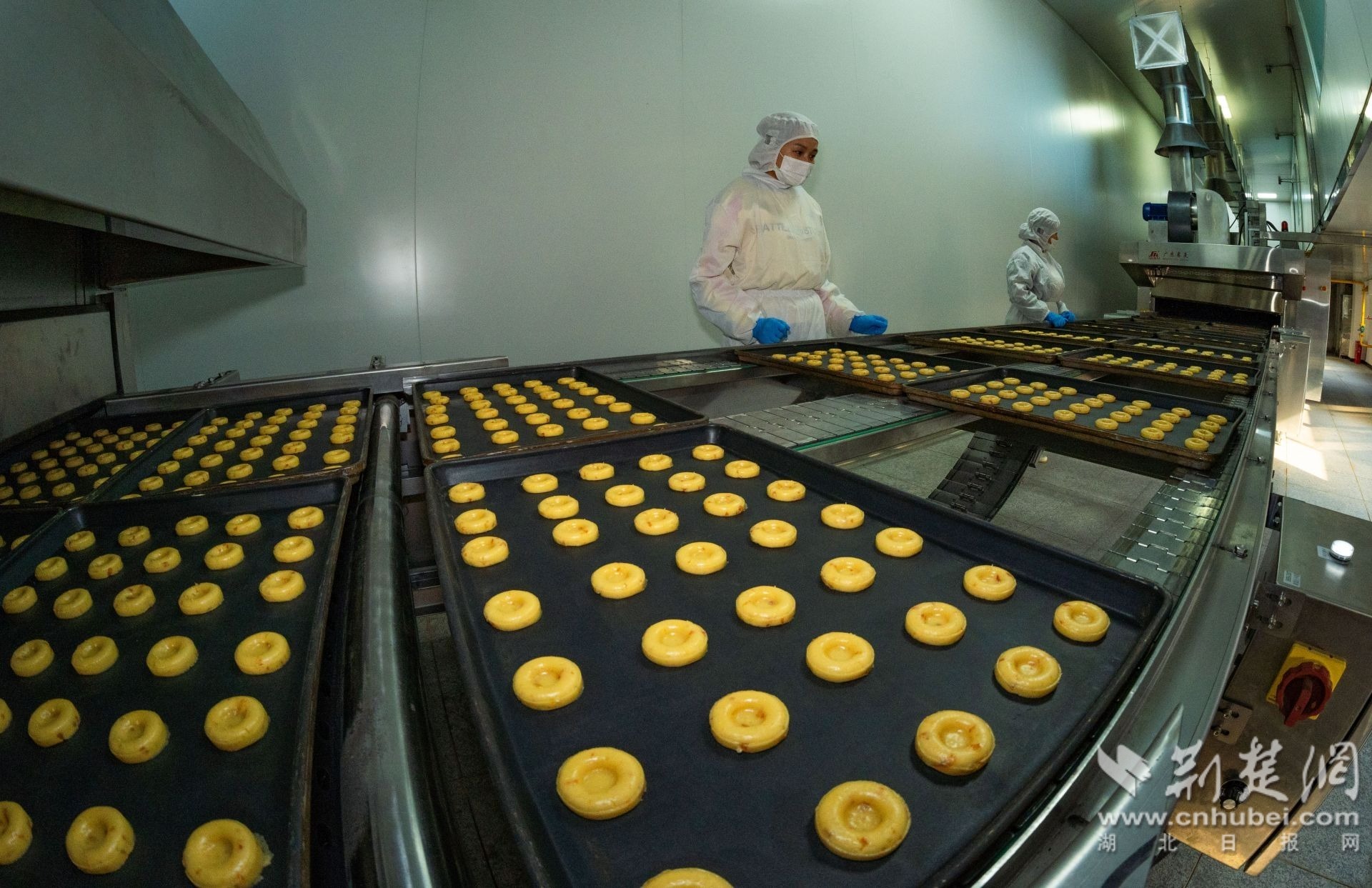 7制作好的脐橙饼正在送入烘焙车间.jpg.jpg
