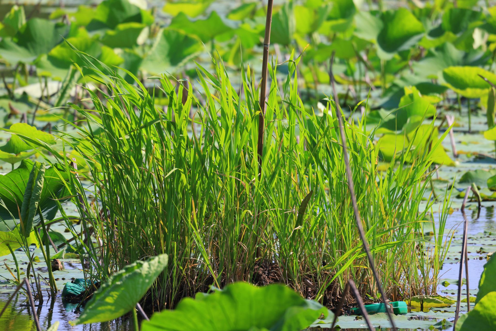 2025年5月11日 人工巢台照片 (8).JPG.JPG