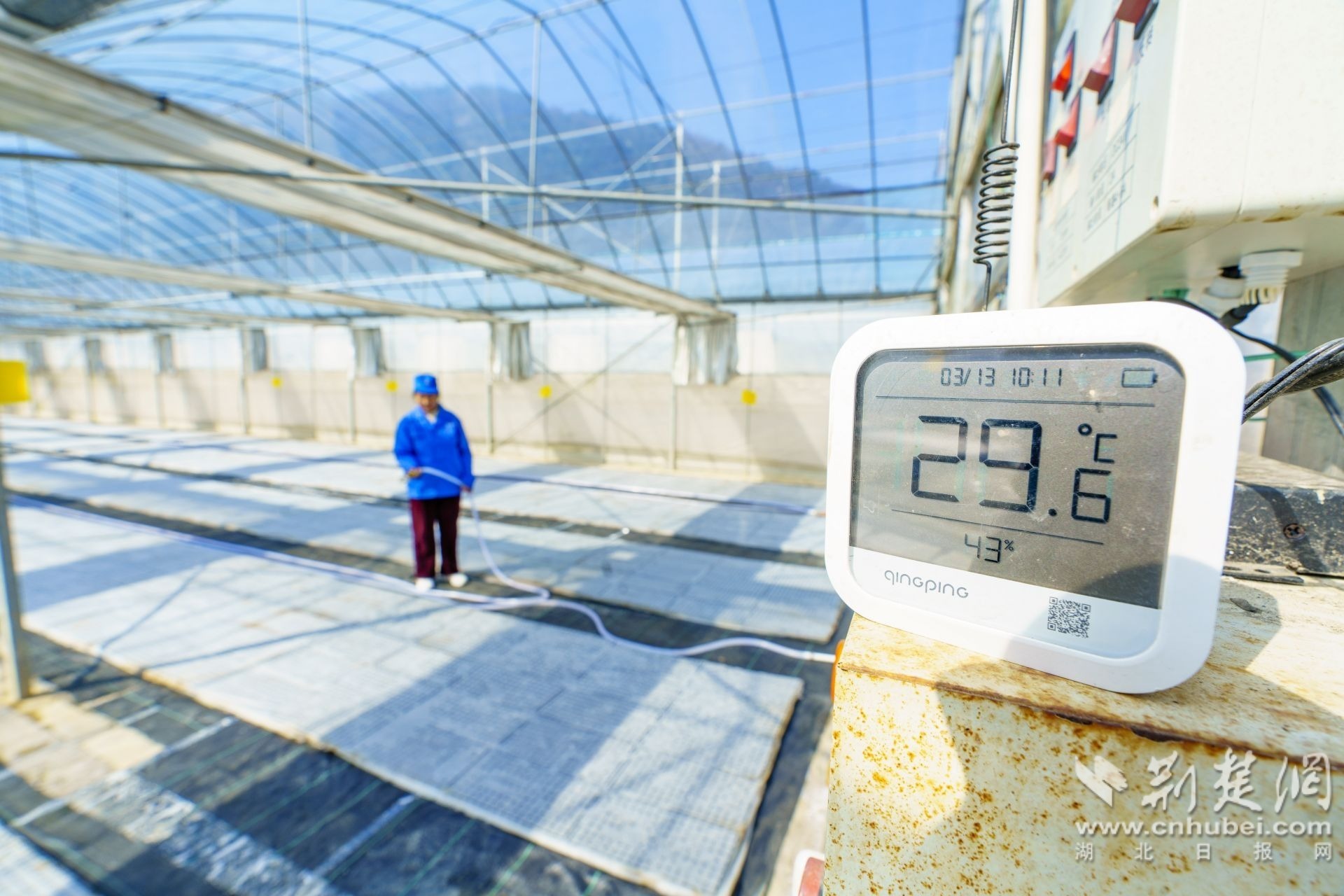 2026年3月13日,湖北省宜昌市秭归县磨坪乡磨坪村烟叶育苗大棚,智能联网设备实时监测大棚温湿度。 周仕伟 摄.JPG.JPG