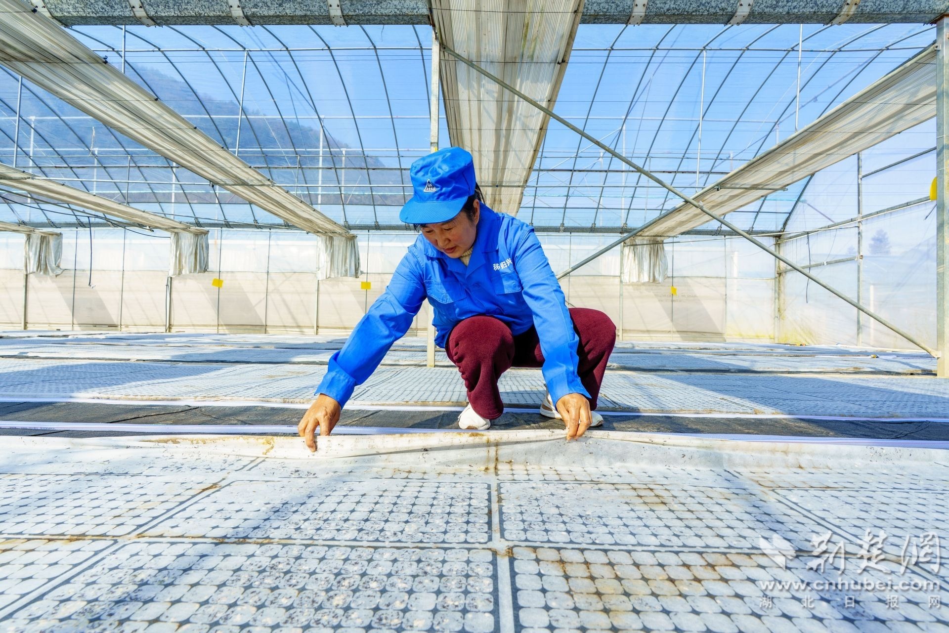 2026年3月13日,湖北省宜昌市秭归县磨坪乡磨坪村烟叶育苗大棚,工作人员检查烟苗生长情况。 周仕伟 摄 (2).JPG.JPG