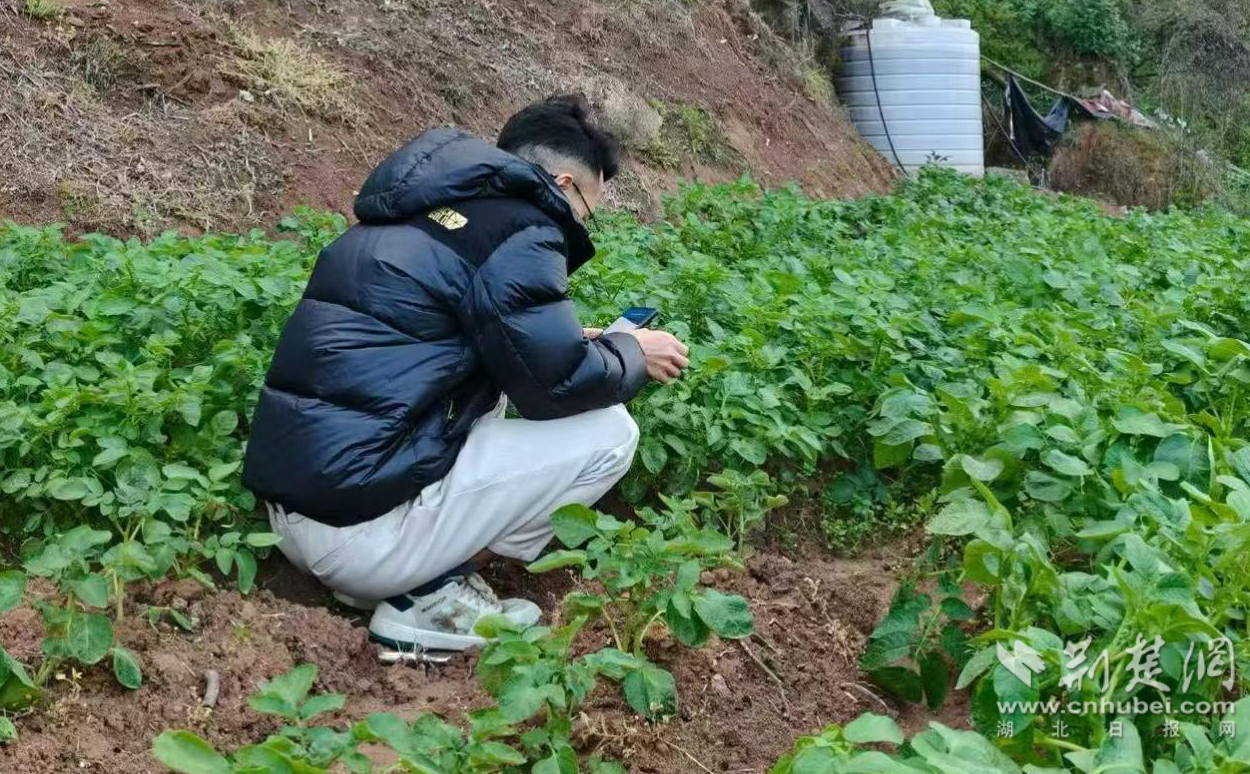 向波正在田间检查作物生长情况.png.png