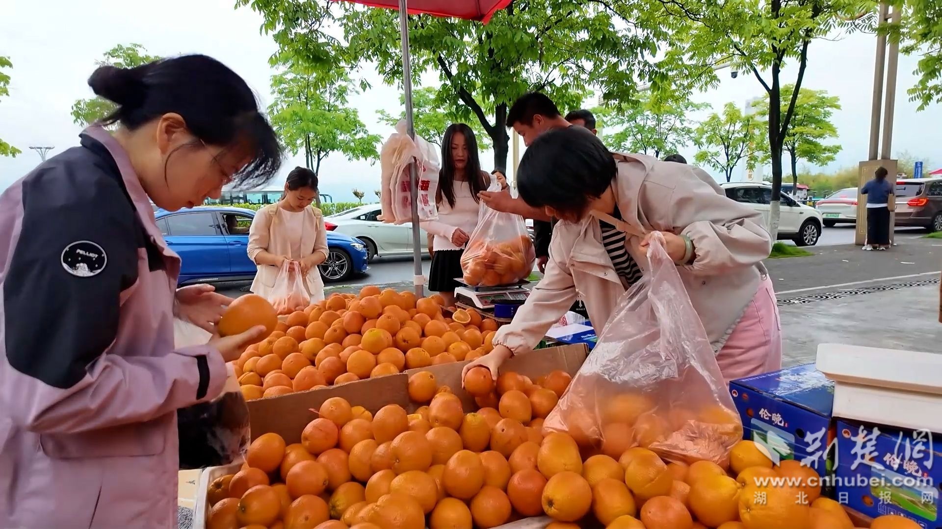 游客选购鲜橙伦晚。（鲁天摄）.jpg.jpg