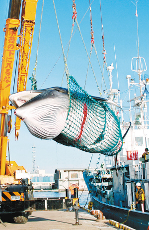 日本捕鲸船在北海道一港口卸货 (资料图片) 东方IC供图