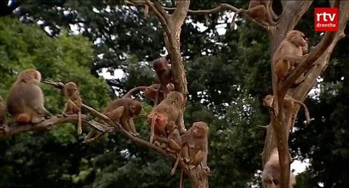 ������԰112ֻ�������徲����ʳ�����ο�(ͼ)