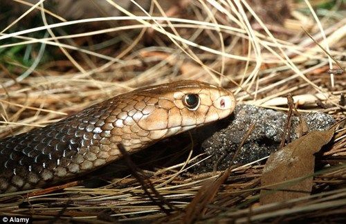 “淡定哥”遭毒蛇咬不慌张边等救护车边喝啤酒