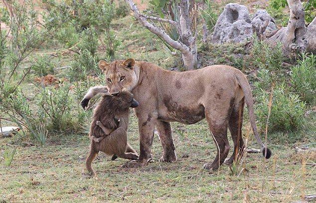 ��ͼ����������ʨ�ӿ����¾�����