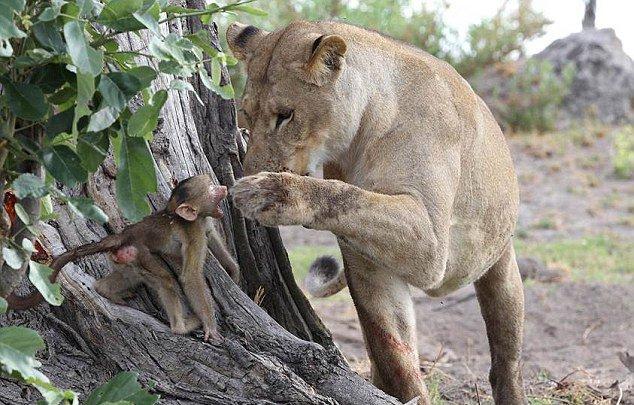 ��ͼ����������ʨ�ӿ����¾�����