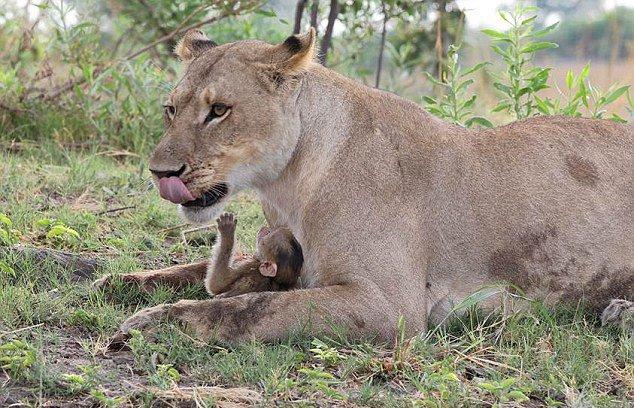 ��ͼ����������ʨ�ӿ����¾�����