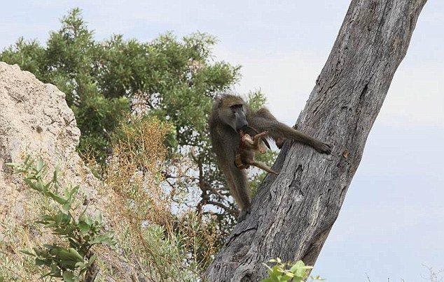 ��ͼ����������ʨ�ӿ����¾�����