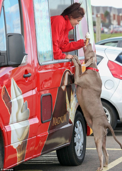狗狗过上人类生活爱吃冰淇淋遛弯后忙冲凉(图)(2)
