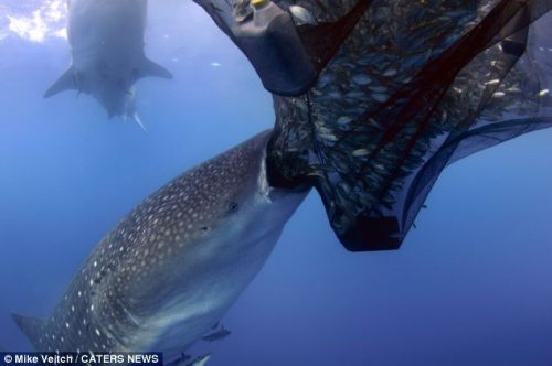 ���쾨���������Ͷ���͵�����������㣨ͼ��