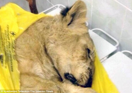 ��ֻʨ�ӵ����˽���ע��Ϊ����è�������������˻𳵡�