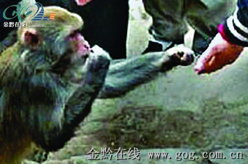 ǭ��ɽ��԰�������ˣ��ο�ι������Ӥغ�豻��ʳɥʧ��ֳ����