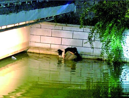 小伙救爱犬站河中托举2小时救援者称狗会游泳(图)